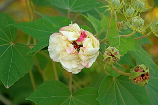 白色木芙蓉花