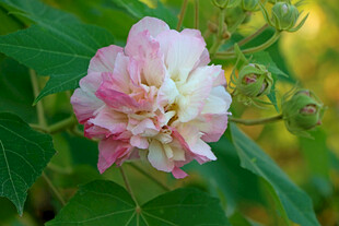 粉色木芙蓉花