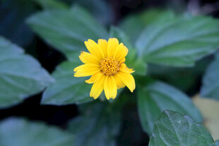 黄色野菊花