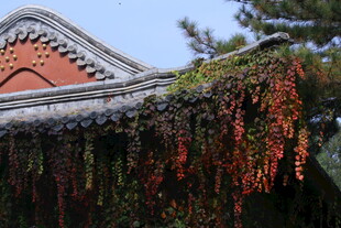 爬墙虎  