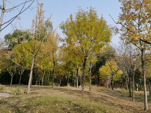 莲花池风景