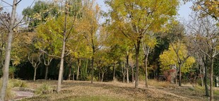 莲花池风景 