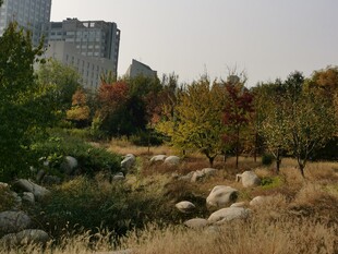 莲花池风景 