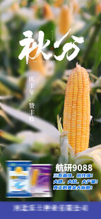 秋分
