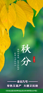 秋分