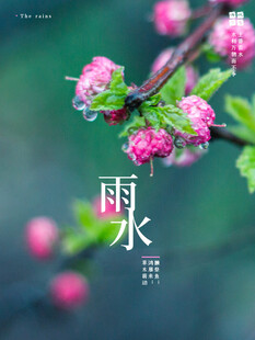 雨水节海报展板素材