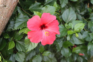 扶桑花