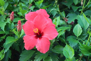 扶桑花