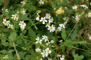 野菊花