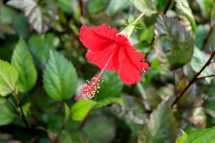 扶桑花