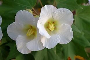 白色木芙蓉花
