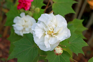 白色木芙蓉花