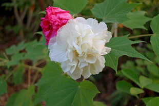 白色木芙蓉花