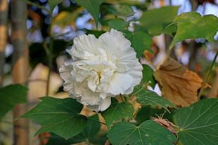 白色木芙蓉花