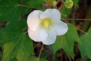 白色木芙蓉花