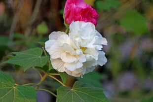 白色木芙蓉花