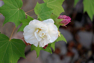 白色木芙蓉花