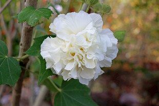 白色木芙蓉花
