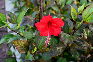 扶桑花
