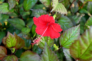 扶桑花
