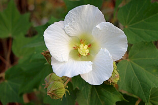 白色木芙蓉花