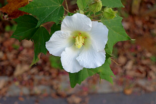 白色木芙蓉花