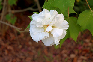 白色木芙蓉花