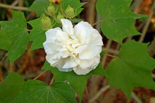 白色木芙蓉花