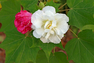 白色木芙蓉花