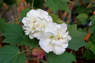 白色木芙蓉花