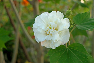 白色木芙蓉花
