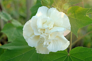 白色木芙蓉花