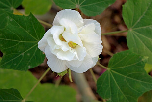 白色木芙蓉花