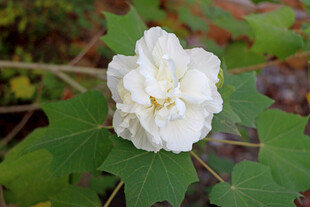 白色木芙蓉花