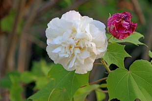 白色木芙蓉花