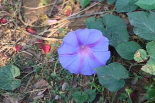 牵牛花 