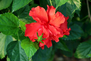 扶桑花