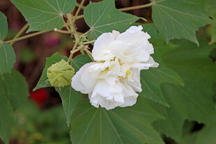 白色木芙蓉花