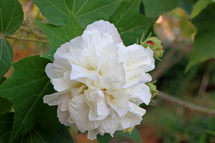 白色木芙蓉花