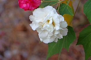 白色木芙蓉花