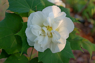 白色木芙蓉花