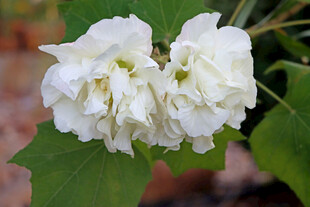 白色木芙蓉花