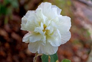 白色木芙蓉花