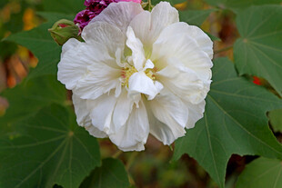 白色木芙蓉花