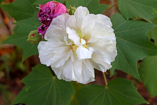 白色木芙蓉花