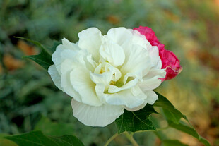 白色木芙蓉花