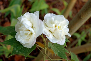 白色木芙蓉花