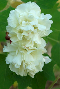 白色木芙蓉花