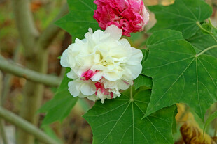 白色木芙蓉花