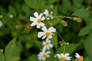 野菊花